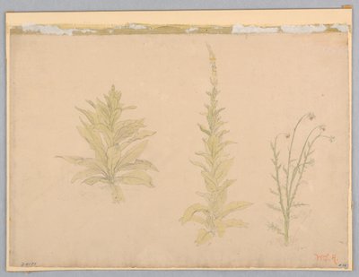 Studium divizních rostlin od William Stanley Haseltine