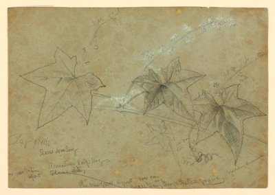 Studium listí od William Trost Richards