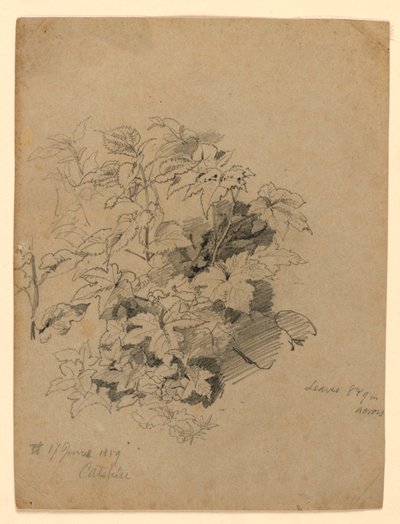 Studium listí od William Trost Richards