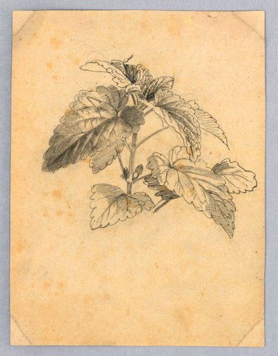 Studium listí od William Trost Richards