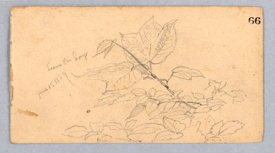 Studium listí od William Trost Richards