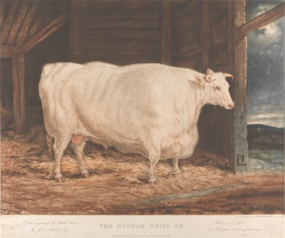 Durhamský bílý vůl / Z vylepšeného Tees Water Breed, / od Johna Neshama, Esqr. / Chován a krmen / z Houghton le Spring, Durham od William Ward