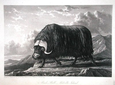 Musk Bull, Melville Island, z 