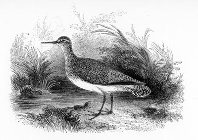 Sandpiper obecná, ilustrace z „Historie britských ptáků“ od Williama Yarrella, poprvé publikovaná v roce 1843 od William Yarrell