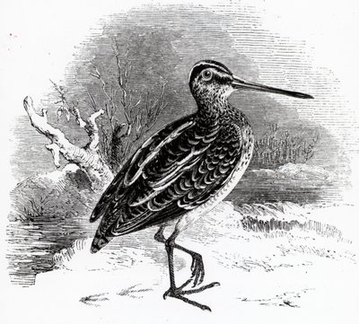 The Common Snipe, ilustrace z „Historie britských ptáků“ od Williama Yarrella, poprvé publikována v roce 1843 od William Yarrell