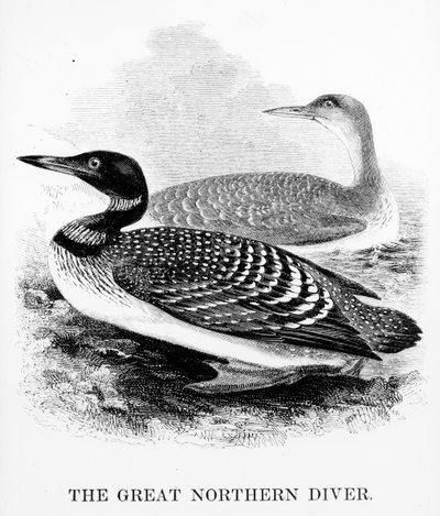 The Great Northern Diver, ilustrace z 