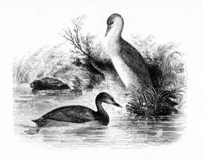 Potápka nebo Dabchick, ilustrace z „Dějiny britských ptáků“ od Williama Yarrella, poprvé publikovaná v roce 1843 od William Yarrell