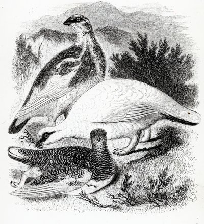 Ptarmigan, ilustrace z 
