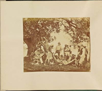 [Mrtvola tygra] od Willoughby Wallace Hooper