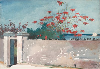 A Wall, Nassau, 1898. od Winslow Homer