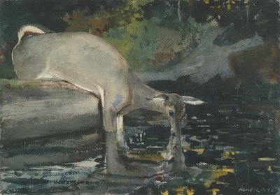 Pití jelenů, 1892 (wc na papíře) od Winslow Homer