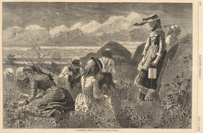 Sběr bobulí, od Harpera od Winslow Homer