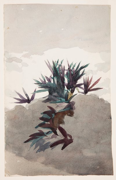 Hillside s Clumps of Maguey od Winslow Homer