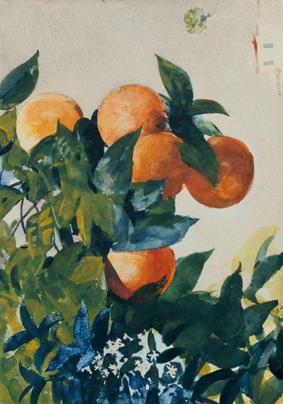 Pomeranče na větvi, 1885 od Winslow Homer