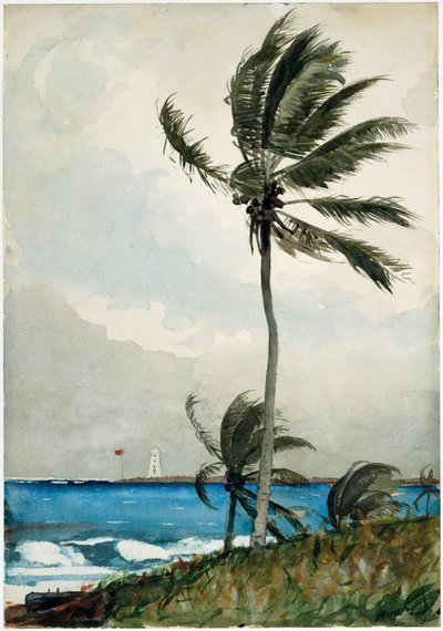 Palm Tree, Nassau od Winslow Homer