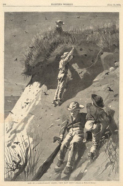 Nájezd na kolonii Sand-Swallow od Winslow Homer