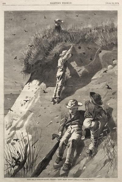 Nájezd na kolonii břehulí - „Kolik vajec?“ od Winslow Homer