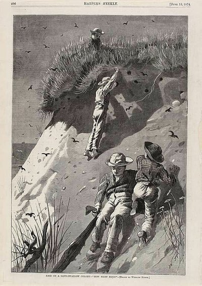 Nálet na kolonii vlaštovek písečných - "Kolik vajec" od Winslow Homer