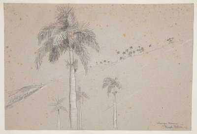 Royal Palm, Kuba od Winslow Homer