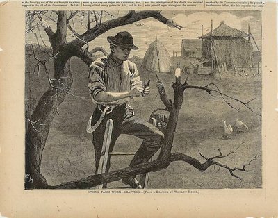 Jarní práce na farmě - roubování od Winslow Homer