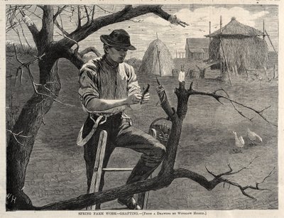 Jarní farmářské práce – roubování, 1870. od Winslow Homer