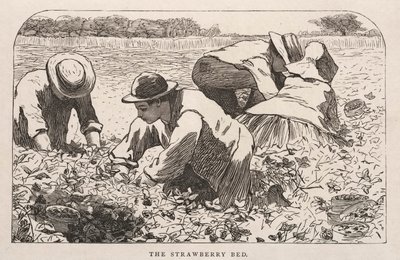 Jahodová postel od Winslow Homer