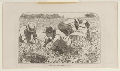 Jahodový záhon od Winslow Homer