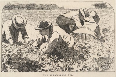 Jahodová postel, z časopisu Our Young Folks, červenec 1868 od Winslow Homer