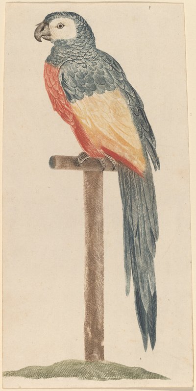 Papoušek od Workshop of Johann Teyler
