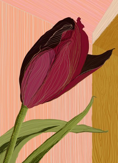 Koutek karmínových tulipánů od XHOZUCAN