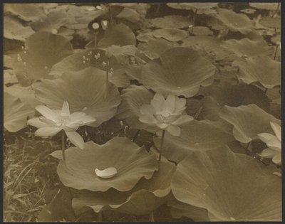 [Lotus]. od Yasuo Kuniyoshi