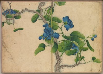Stolní album: Obrazy květin a ptáků (Climbing Blue Flowers) od Zhang Ruoai