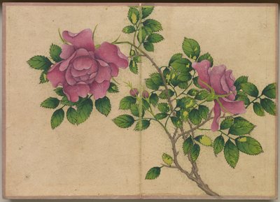 Stolní album: Obrazy květin a ptáků (Rose) od Zhang Ruoai
