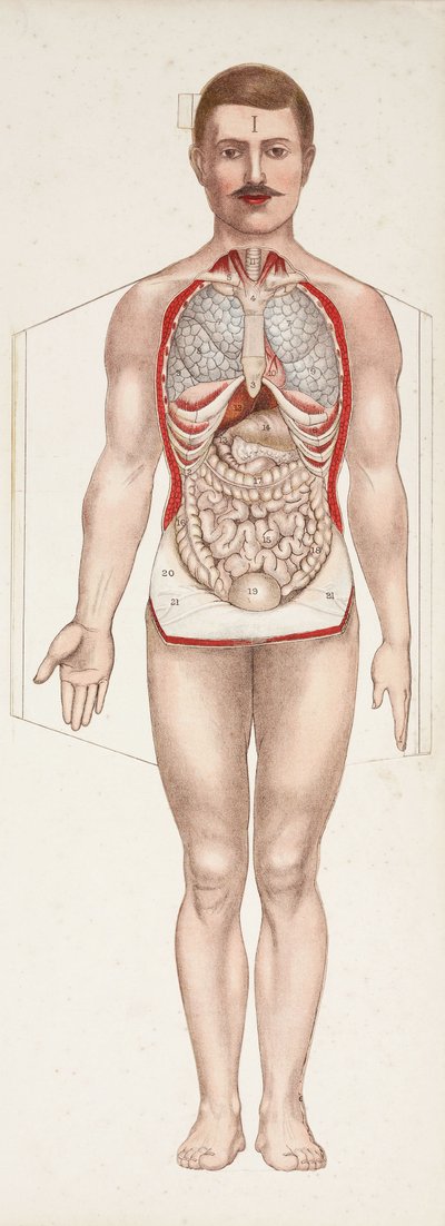 Anatomické postavy Vnitřní orgány, konec 19.-začátek 20. století od Frederick (attr. to) Barnard