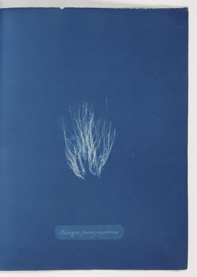 "Bangia fusco-purpurea" od Frederick (attr. to) Barnard