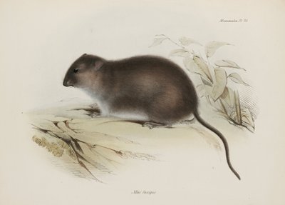 Bush nebo hnědonohý potkan, Austrálie, c 1832-1836 od John Pardon
