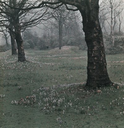 "Krokus" od Frederick (attr. to) Barnard