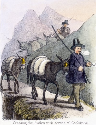 Přechod přes Andy se serony Košenily, c 1845 od Frederick (attr. to) Barnard