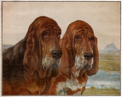 Psi svatého Huberta nebo Bloodhounda. 1925 (ilustrace) od . .