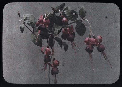"Fuchsie" od Frederick (attr. to) Barnard