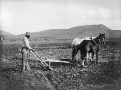 Indián orá svou půdu, indiánská rezervace Sacaton, Arizona, kolem roku 1909 (černobílá fotografie) od . .