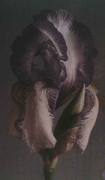 "Iris germanique" (Iris germanica) od Frederick (attr. to) Barnard