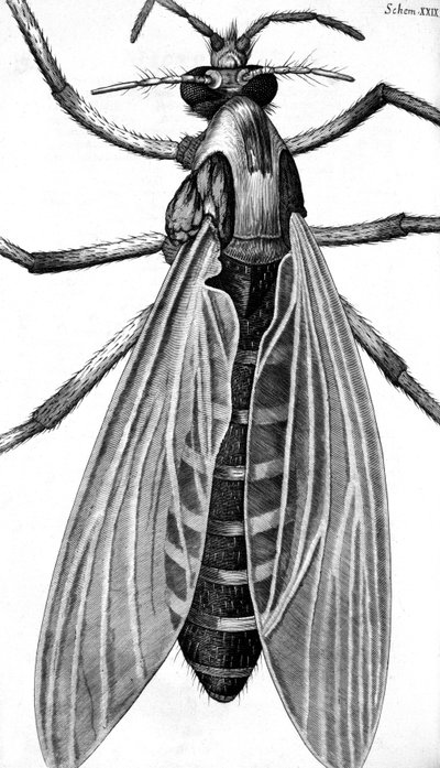 Mikroskopie od Frederick (attr. to) Barnard