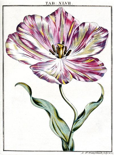 Mikroskopie od Frederick (attr. to) Barnard