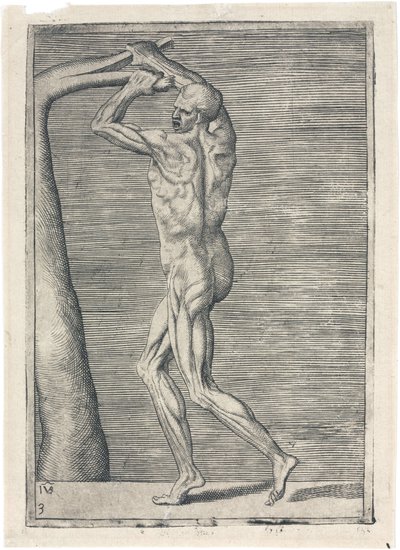 Svaly Anatomické studium mužské muskulatury; muž lámající větev, c 1555 od Frederick (attr. to) Barnard