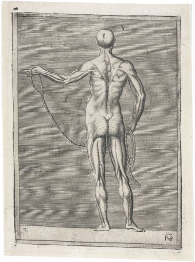 Svaly Anatomické studium mužské muskulatury; muž držící lano, c 1555 od Frederick (attr. to) Barnard