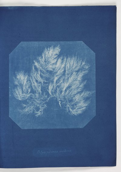"Polysiphonia violacea" od Frederick (attr. to) Barnard