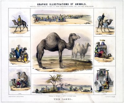 Velbloud, c 1845 od Frederick (attr. to) Barnard
