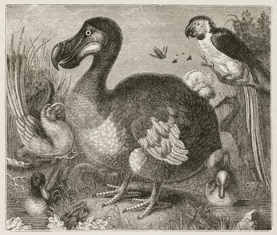 Dodo od Ferdinand Georg Waldmuller