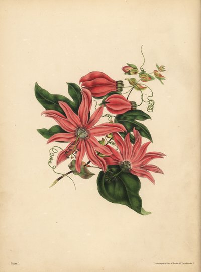 Mučenka hroznovitá, Passiflora racemosa, Náboženská pověra od John Pardon